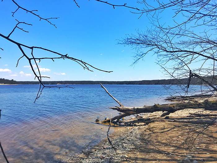 dead limb laying in water photo by Brandon Johnson and Lindi LaDrig