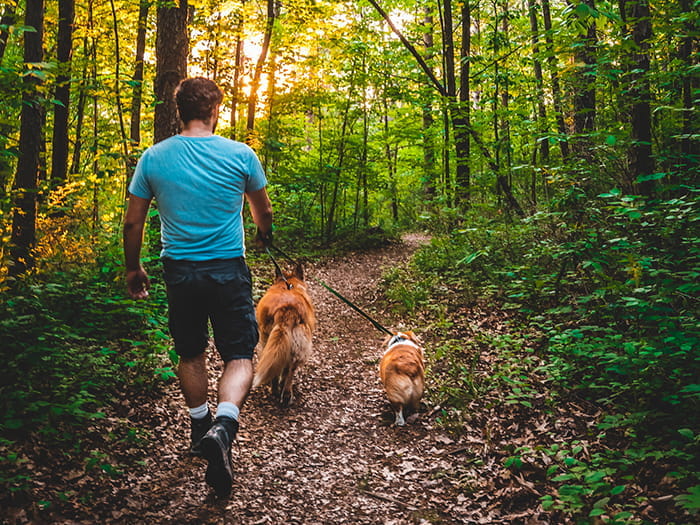 person walking on wooded trails with two leashed dogs