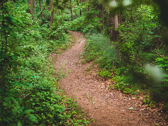 winding wooded trail
