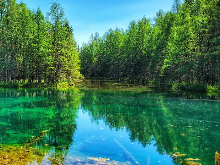 blue green water surrounded by pines