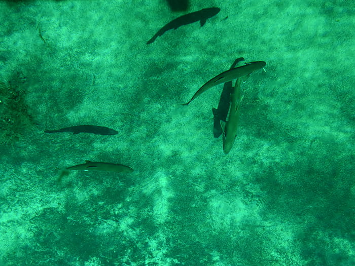 fish swimming