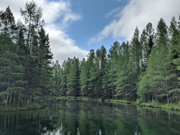 pine tree lined water