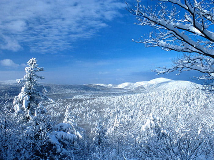 Porkies winter