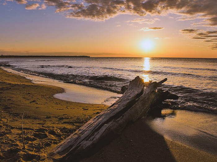 sunset with driftwood