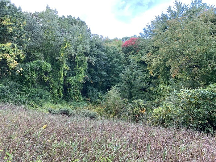 meadow with trees in background