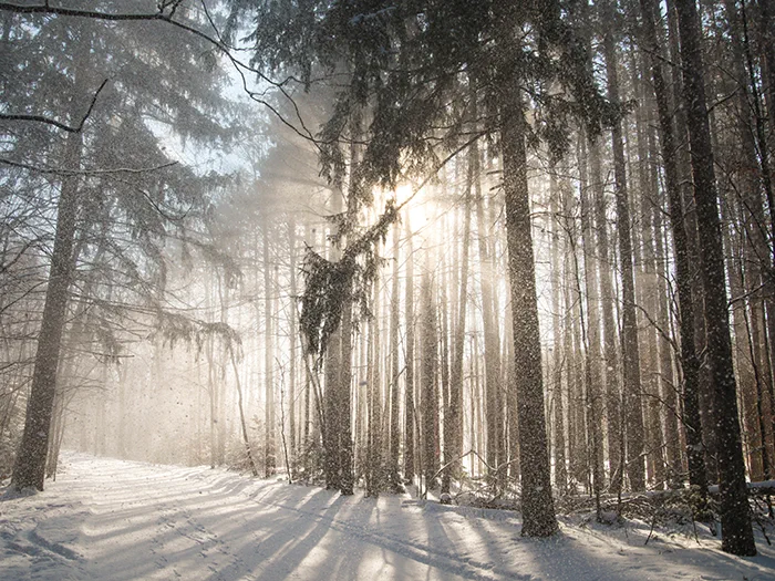 sun lit trees and snowy trail