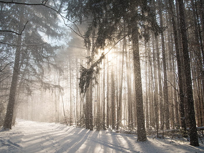 sun lit trees and snowy trail