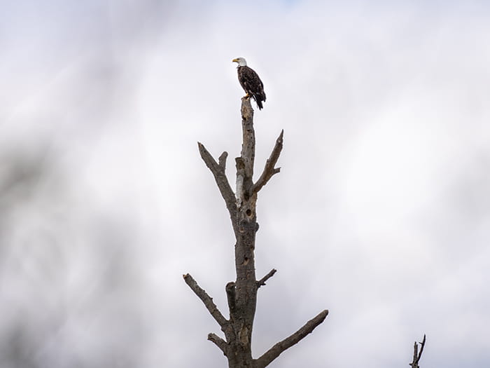 bald eagle perched on tree at Rifle River