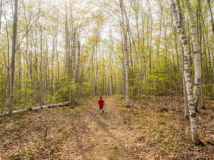 A young child running down a trail in a predominately birch forest