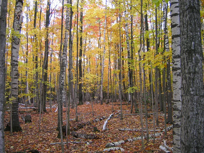A forest scene with yellow-green leaves and many birch trees