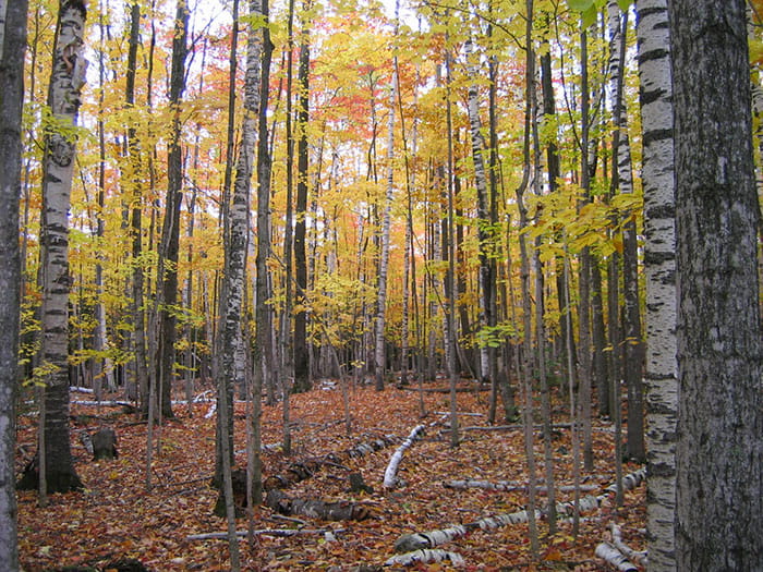 A forest scene with yellow-green leaves and many birch trees
