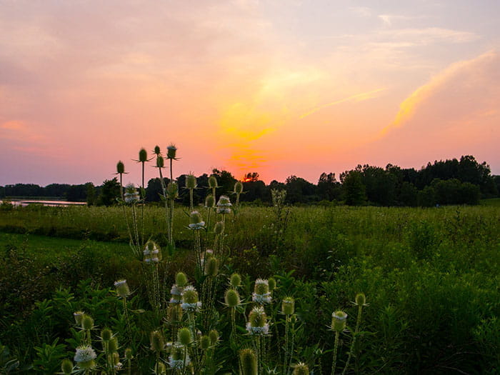a field with sun setting in background