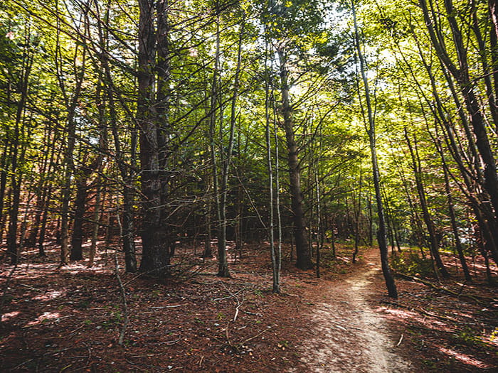trail going through forest