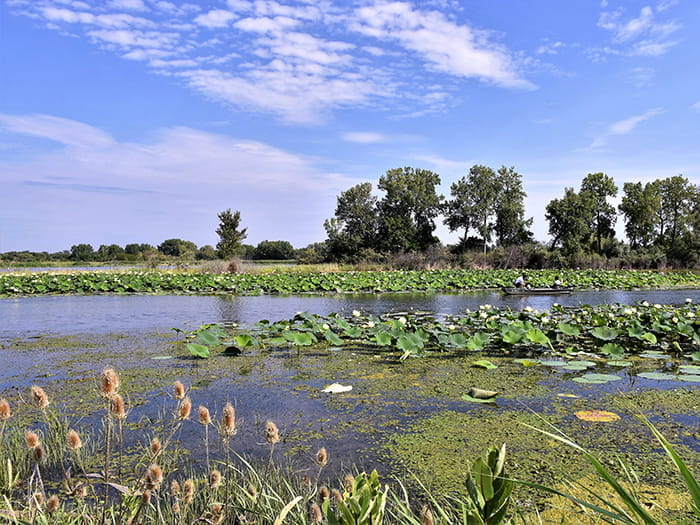 Allmond Fishing under a blue summer sky at Sterling State Park