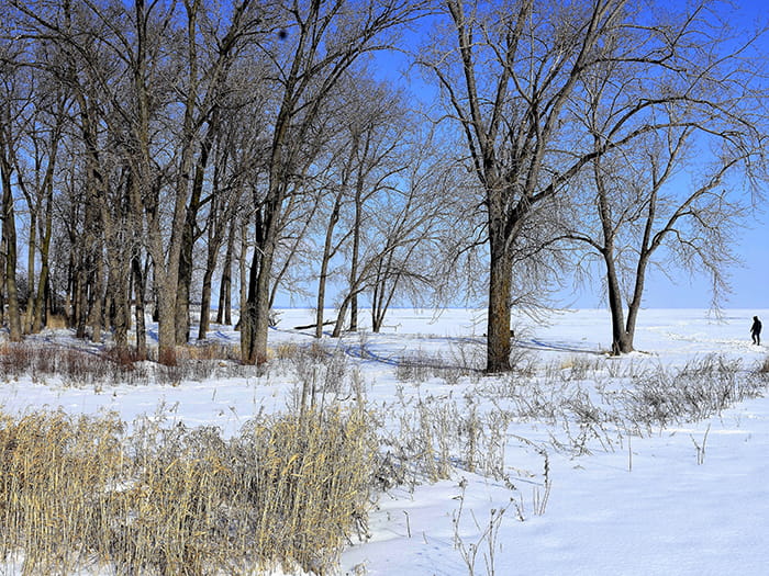 snow covered ground with trees and visitor walking