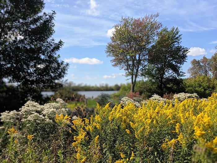 water body in distance with yellow plants and trees