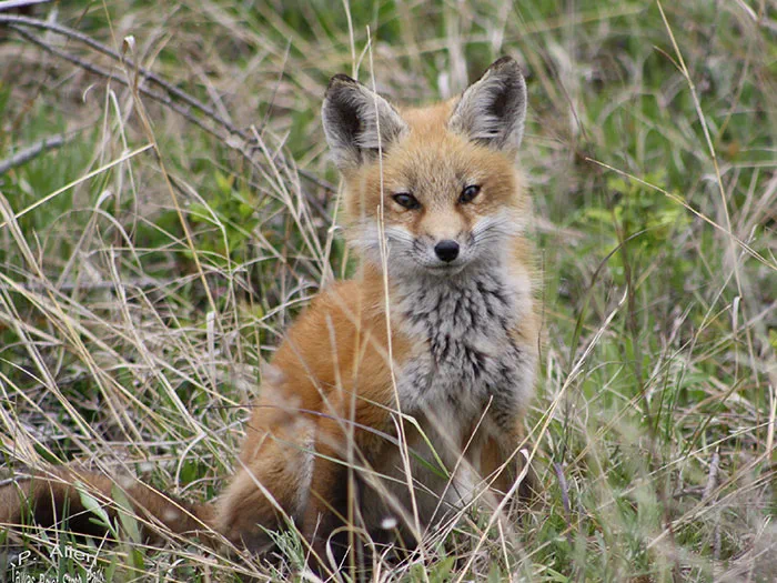 red fox