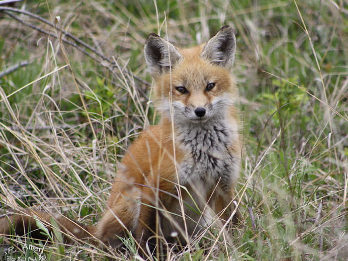 red fox