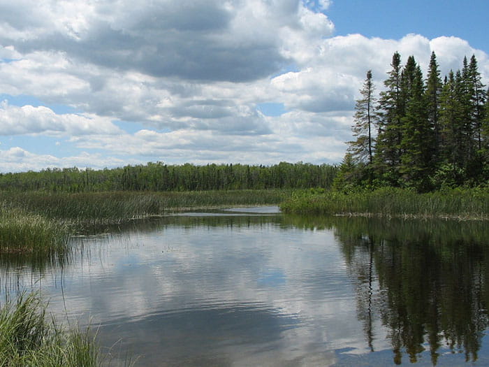 reflection of trees in lake