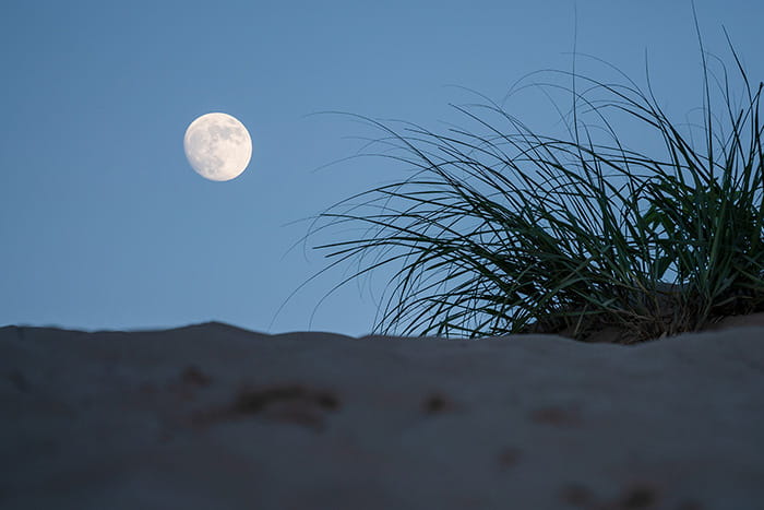 A sand dune in the foreground with dune grass in the mid ground and the moon in the background