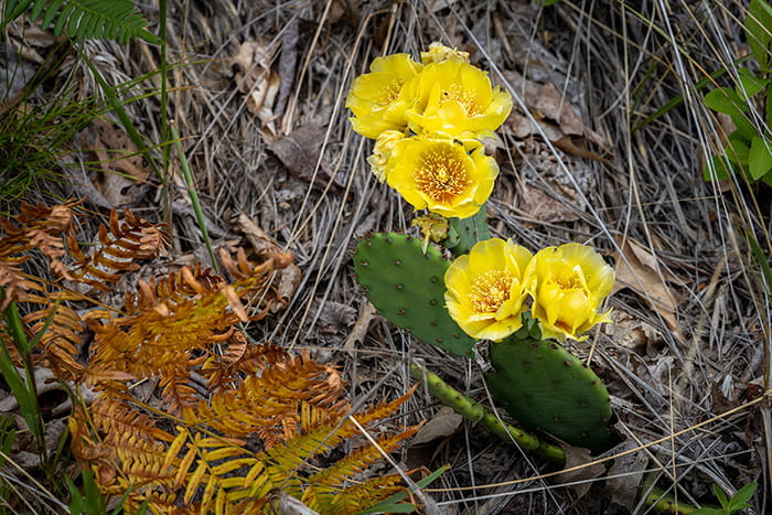 Close-up of a prickly pear cactus with yellow blooms