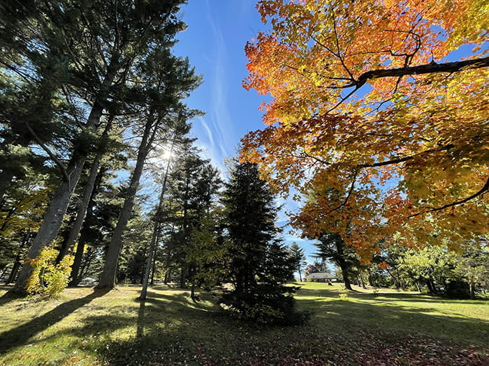 trees and blue sky