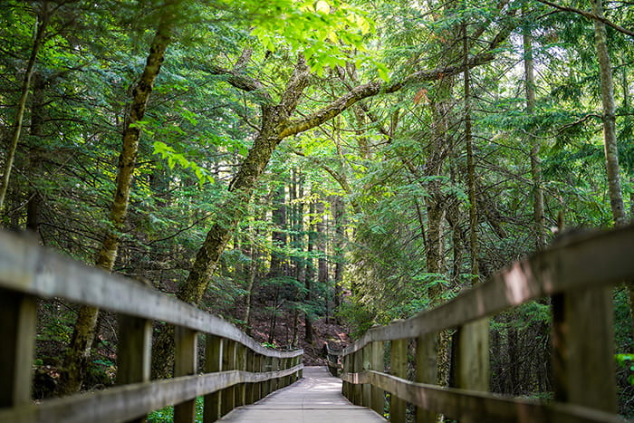 A wooden boardwalk passing through a heavily wooded area near Wagner Falls