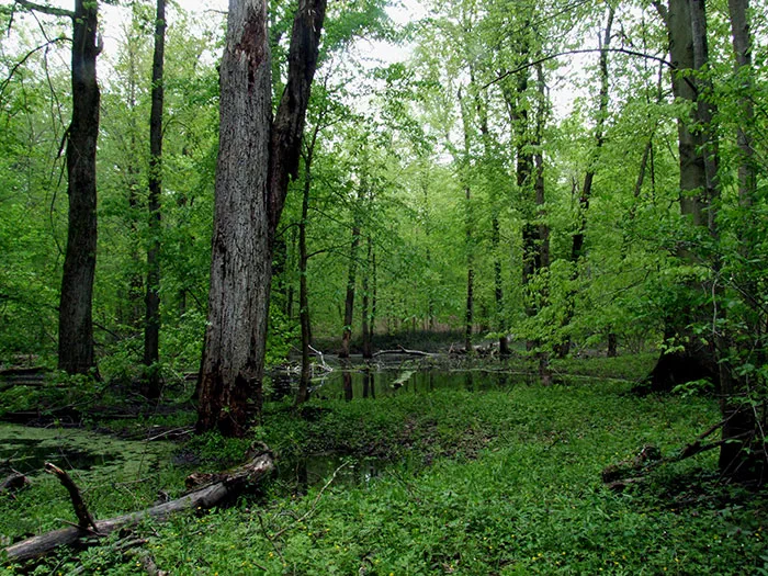 wet woodland