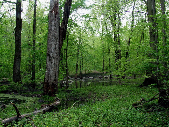 wet woodland