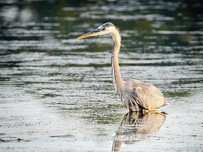 bird in water