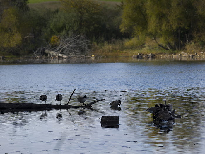 birds sitting on log in lake
