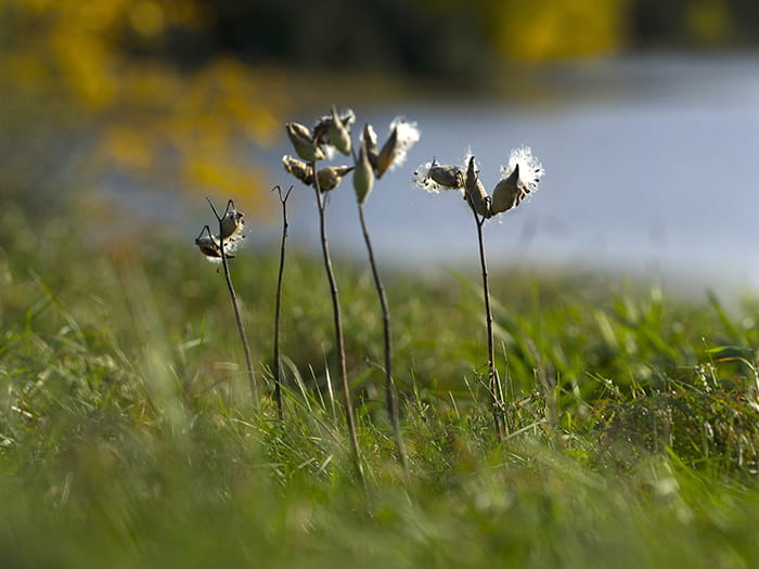 close up of grasses and vegetation
