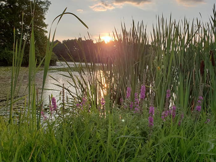 grasses on edge of lake with sun peaking over treeline
