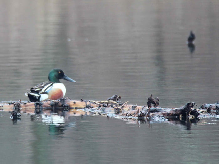 waterfowl sitting on log in water