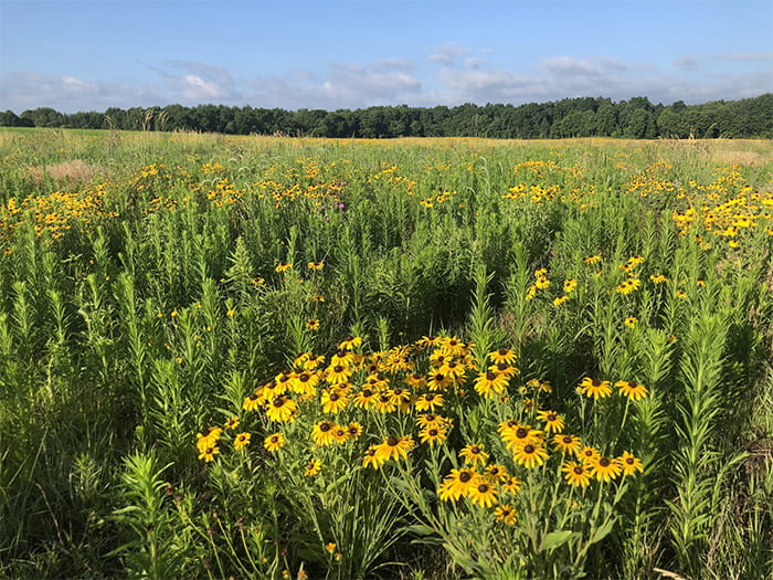 wildflowers in field