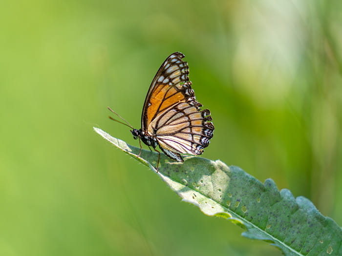 butterfly perched on leaf