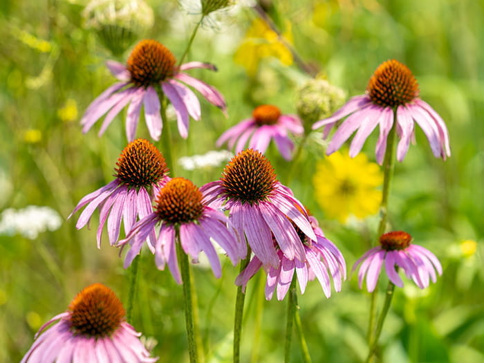 coneflowers