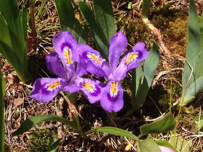 Dwarf Lake Iris