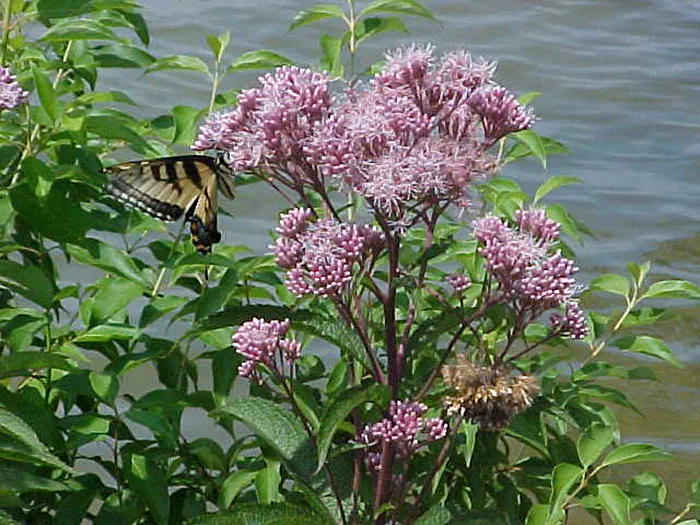 Swallowtail butterfly