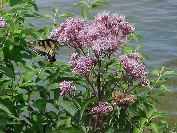 Swallowtail butterfly