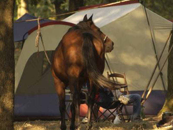Yankee Springs horse