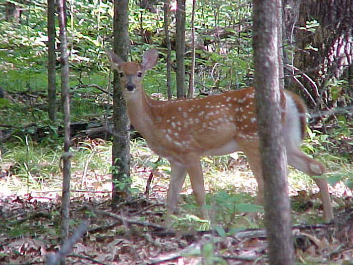 white tailed deer fawn