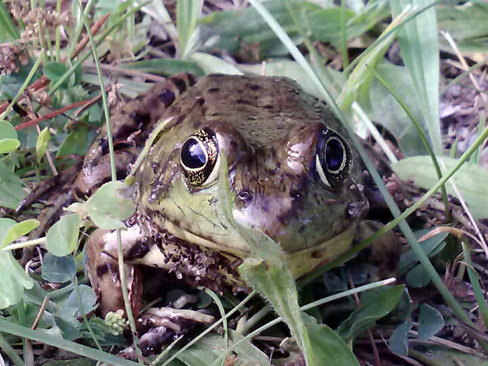 frog