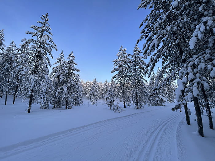 snowy groomed ski trail lined with snow-covered trees
