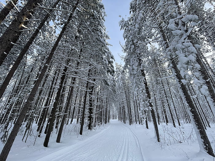 snow lined trees along trail