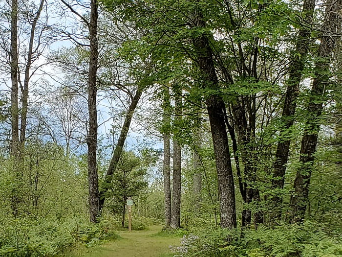 A forest pathway lined with large trees