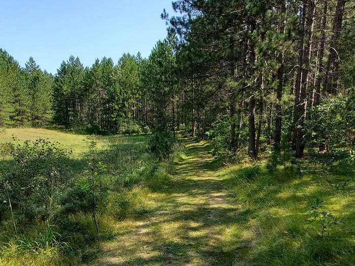 A forest pathway on the edge of a wooded area