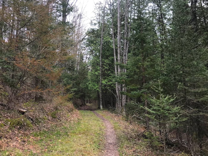 A narrow path winds through a forest