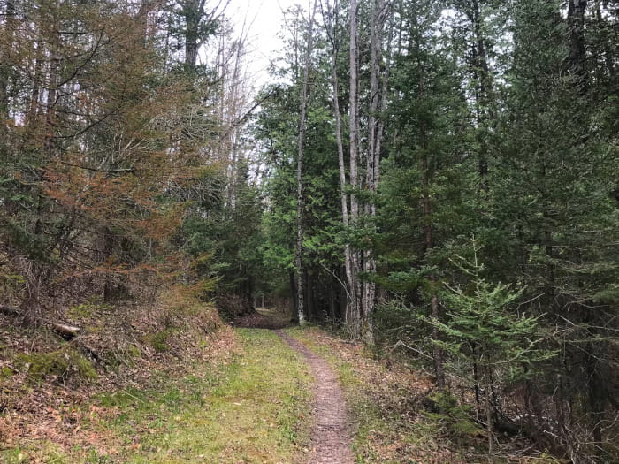 A narrow path winds through a forest