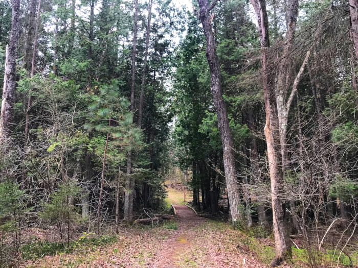a forest pathway in the summer